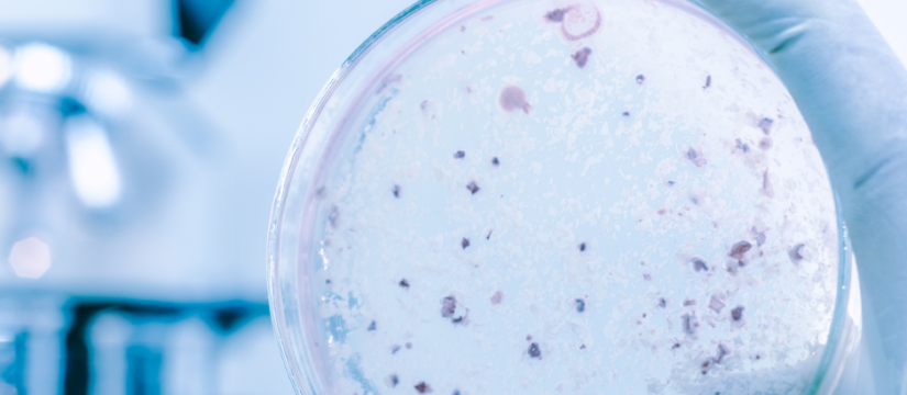 Candida Auris: tutto ciò che c’è da sapere